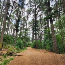 Newlands Forest - Feature - 500x500