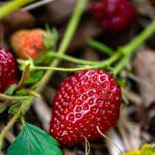 Strawberry Picking - Banner - 1920x1000