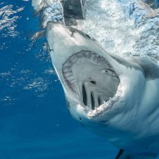 White Shark Projects - Banner - 1920x1000