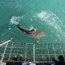 White Shark Projects - Feature - 500x500