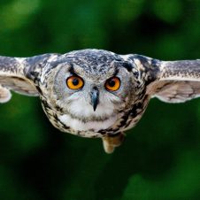 Photo by Marten Kaehler